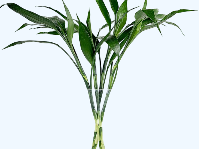 Office Bamboo